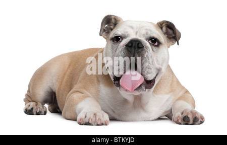 Chiot bouledogue anglais, de 6 mois, le mensonge in front of white background Banque D'Images