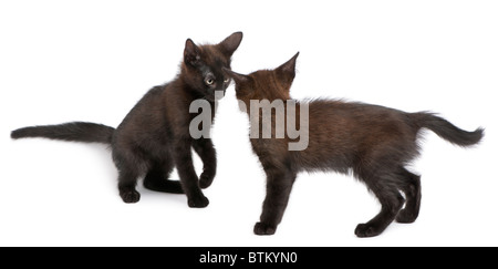 Deux chatons noirs jouant ensemble in front of white background Banque D'Images