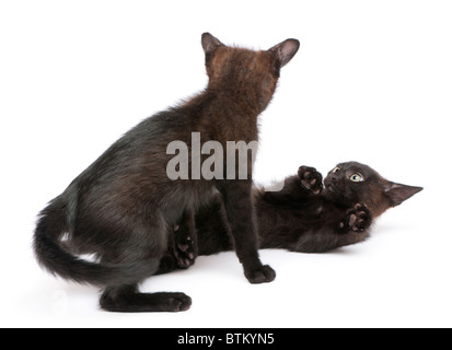 Deux chatons noirs jouant ensemble in front of white background Banque D'Images