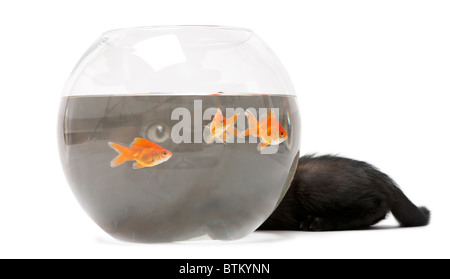 Chaton noir looking up at Goldfish, Carassius auratus, in front of white background Banque D'Images