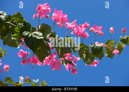 Rameau en fleurs de bougainvilliers (nom scientifique : Bougainvillea glabra) sur le ciel bleu. Crète, Grèce. Banque D'Images