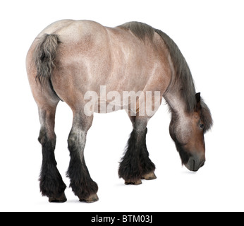 , Capra aegagrus hircus,, un projet de race, l'âge de 11 ans, in front of white background Banque D'Images