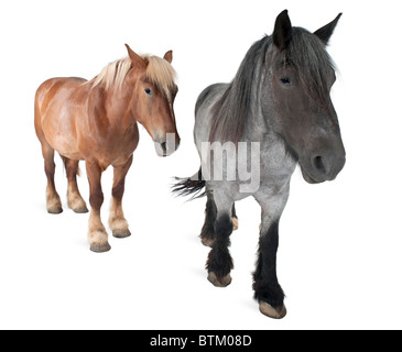 Les chevaux, belge, Capra aegagrus hircus, race, in front of white background Banque D'Images