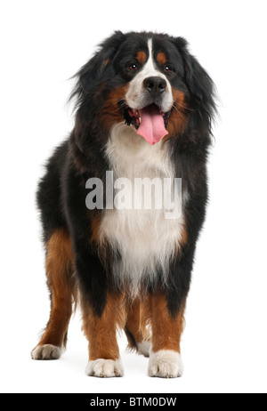 Bernois, 3 ans, in front of white background Banque D'Images