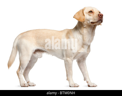Chien de race mixte, 12 years old, in front of white background Banque D'Images
