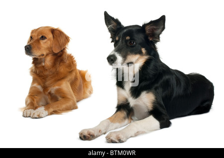 Border Collie et un Nova Scotia Duck Tolling Retriever-, allongé in front of white background Banque D'Images