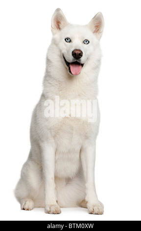 Husky de Sibérie, 3 ans, in front of white background Banque D'Images