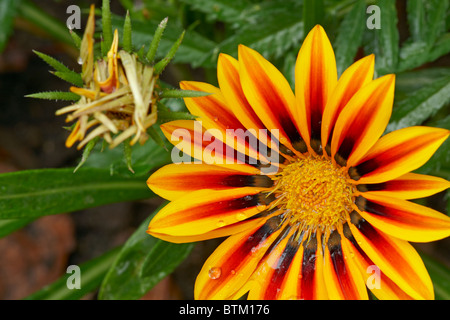 Gazania, ou trésor, fleur, Close up. Nom scientifique : Gazania rigens. Banque D'Images