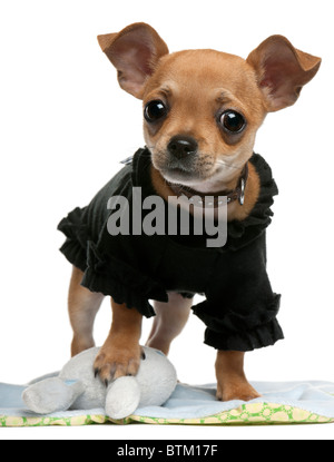 Chihuahua chiot, âgé de 4 mois, habillés et in front of white background Banque D'Images