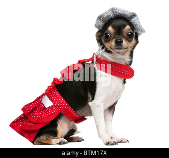 Chihuahua puppy, 3 ans, habillés et in front of white background Banque D'Images