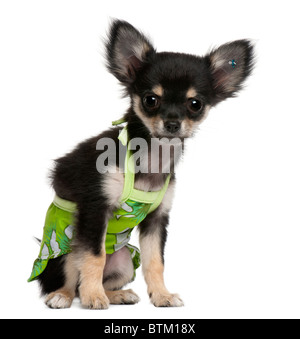 Chihuahua puppy, 2 mois, habillés et in front of white background Banque D'Images
