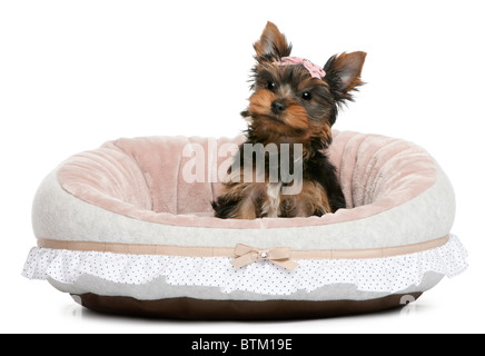 Chiot Yorkshire Terrier, 2 mois, in front of white background Banque D'Images