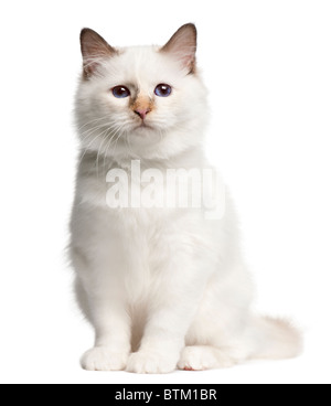 Chaton Birman, âgé de 4 mois, in front of white background Banque D'Images