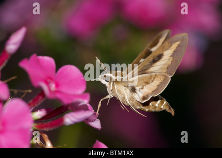 Hawkmoth de Bedstraw (Hyles galii) se nourrissant en vol d'une fleur de phlox. Banque D'Images