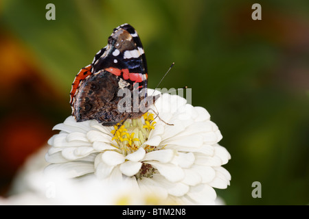 Papillon rouge amiral se nourrit de fleur de zinnia. Nom scientifique : Vanessa Atalanta. Banque D'Images