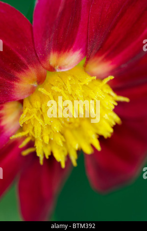 Gros plan d'une fleur de dahlia. Banque D'Images