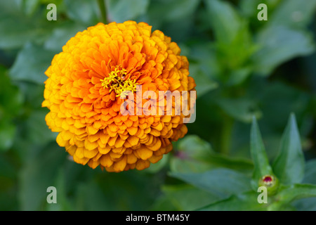 Zinnia elegans variété hybride flower close up. Banque D'Images