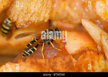 European Paper Wasp se nourrit de pommes pourries. Nom scientifique : Polistes dominulus, ou Polistes dominula. Banque D'Images