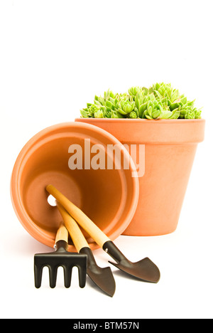 Beau vert sempervivum dans un pot et outils de jardin Banque D'Images