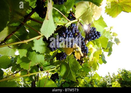 Pinot Noir croissant dans le vignoble trois chorales dans le Herefordshire, UK Banque D'Images