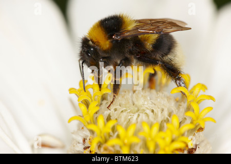 Le jardin bourdon, ou petit jardin bourdon, se nourrissant d'une fleur. Nom scientifique: Bombus hortorum. Banque D'Images