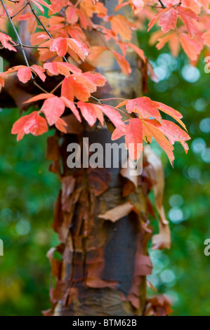 Automne feuilles colorées de l'Acer griseum érable à écorce de papier - Banque D'Images
