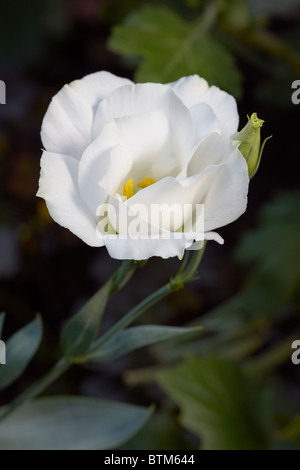 Gros plan d'une fleur blanche de Lisianthus (Eustoma grandiflorum). Banque D'Images