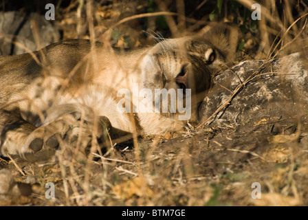 Lion (Panthera leo) - lionne en close-up au repos dans bush, endormi mais alert-Mai,le Parc National de Chobe, Botswana, Afrique du Sud Banque D'Images