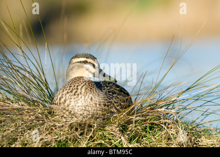 La nouvelle zelande duck Anas superciliosa superciliosa Banque D'Images