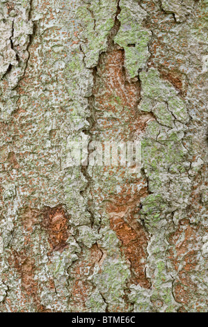 Keyaki ou Japanese Zelkova Zelkova serrata) (close-up de l'écorce jardin Cambridgeshire Angleterre Angleterre Europe Banque D'Images