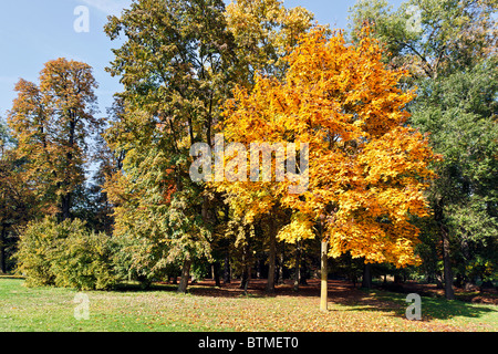 Scène d'automne dans le Parco di Monza Italie Banque D'Images