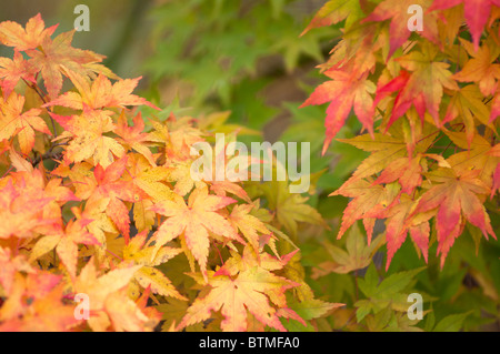 Feuilles d'érable en automne Banque D'Images