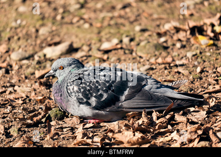 Pigeon assis sur le sol Parco di Monza Italie Banque D'Images