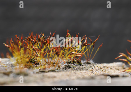 Close-up de plus en plus d'une mousse de germination mur de briques. Banque D'Images