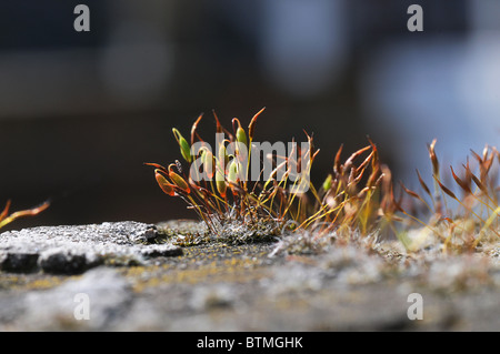 Close-up de plus en plus d'une mousse de germination mur de briques. Banque D'Images