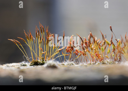 Close-up de plus en plus d'une mousse de germination mur de briques. Banque D'Images