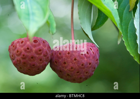 Cherry en cornaline  = Cornus 'Norman Hadden' (C . kousa x C. capitata) jardin fruits Cambridgeshire Angleterre Angleterre Europe Banque D'Images