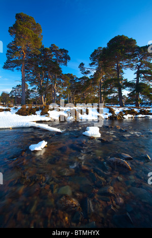 L'Écosse, l'Aberdeenshire, Mar Lodge Estate. Pins sylvestres à côté d'une rivière de montagne, à l'ombre des collines couvertes de neige Banque D'Images