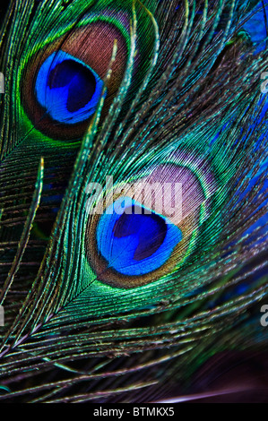 Close-up de plumes de queue de paon Banque D'Images
