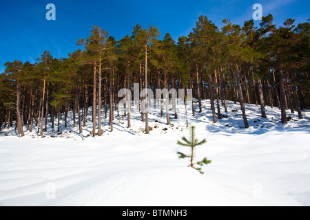 L'Écosse, les Highlands écossais, le Parc National de Cairngorms. La neige a couvert de sapins et de pins sylvestres dans le domaine de Rothiemurchus Banque D'Images