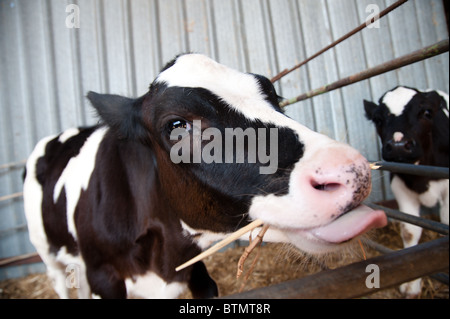 Un noir et blanc vache Holstein veau sur une ferme laitière dans la communauté d'Israël agrigultural Arbel. Banque D'Images