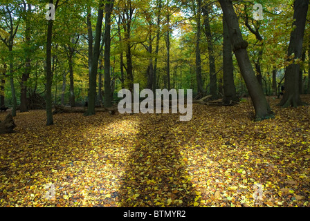 Plancher d'automne un tapis jaune de feuilles dans la forêt. Wimbledon banlieue commune Londres Royaume-Uni 2010 HOMER SYKES Banque D'Images