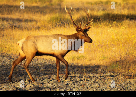 Un Tule Elk bull en traversant une rivière à sec. Banque D'Images