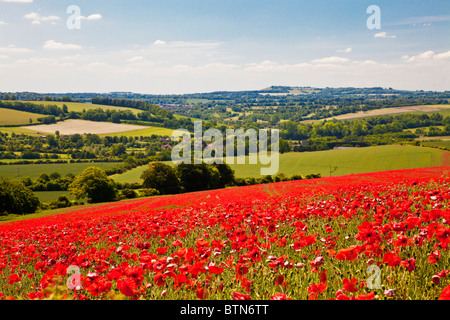 Des champs de pavot en soleil sur la Marlborough Downs, Wiltshire, England, UK Banque D'Images