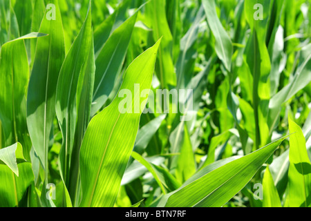 L'agriculture de plantation des plants de maïs vert texture sur le terrain Banque D'Images