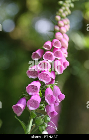 Les fleurs de la politique commune de la digitale pourpre (Digitalis purpurea) Banque D'Images