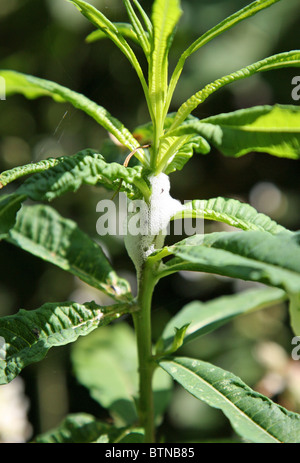 La mousse d'un Cercope ou Froghopper (Philaenus spumarius) connu sous le nom de cuckoo spit Banque D'Images