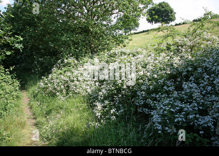 Blackberry sauvage (Rubus fruticosus) ou Bramble fleurs en croissance par le côté d'un sentier, Angleterre Banque D'Images