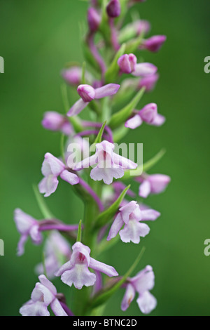 Orchidée parfumée (Gymnadenia conopsea) Banque D'Images