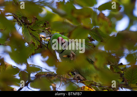 Perruche à collier anneau caché dans les arbres Banque D'Images